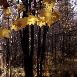 17003 BAD 6519 - Naturförhållande