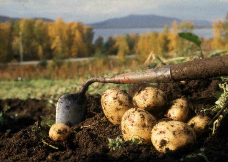 Potatis (Solanum tuberosum) är en art som tillh...