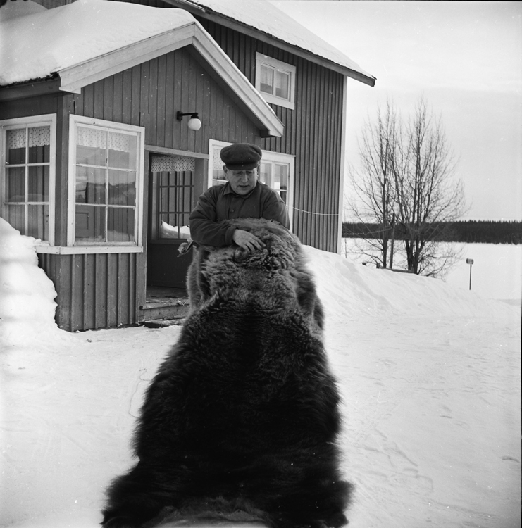 100 årigt björnskinn visas av hemmansägaren Hol...