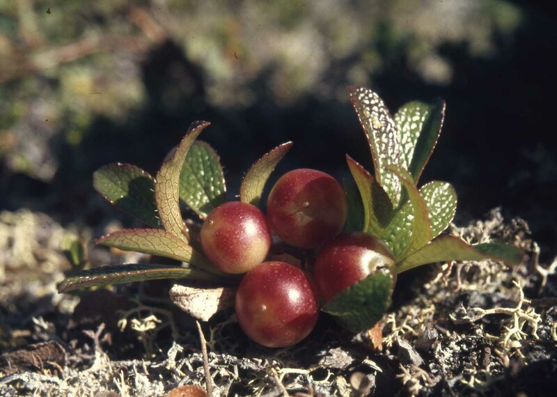 Ripbär art i familjen ljungväxter. Den förekomm...