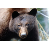 Skn Stou_SMG_D00017 - Brun björn