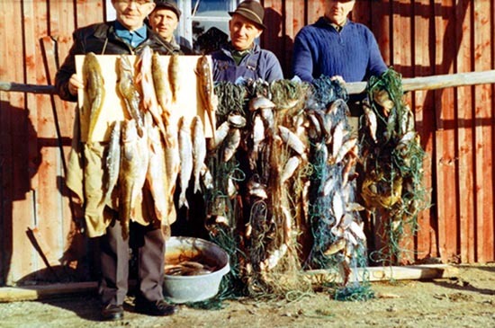 Stort fiskafänge i Risträsk, Vilhelmina.