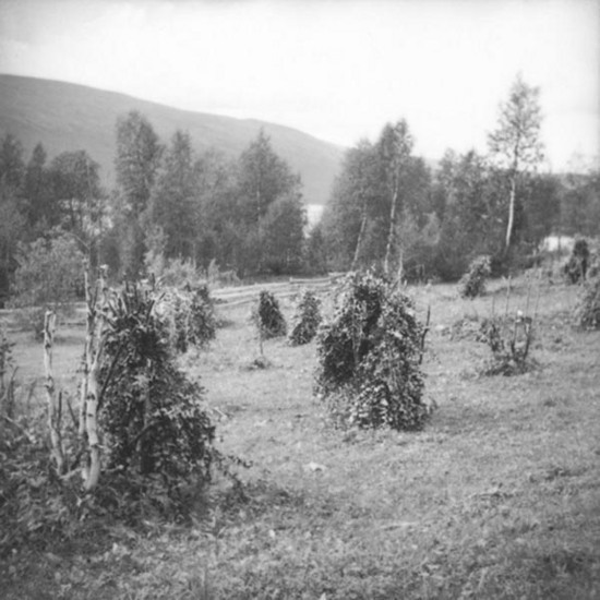 Lövkärvar på tork,  Hilma Fjällströms gård.