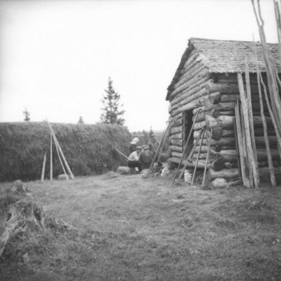 Bergfors i Dorris bärgar hö, 1946.