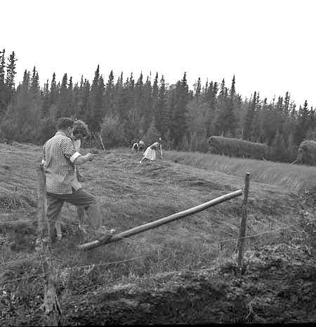 Bygdesemester i Vilhelmina (Lingedal).