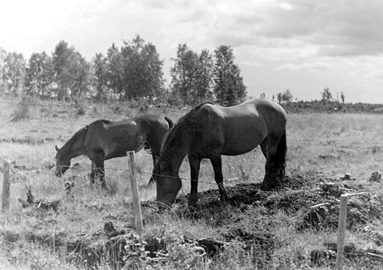 Malgomajskolans hästar, Turken och Vivan.