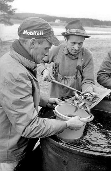 Inplantering av fisk i Dalasjö.