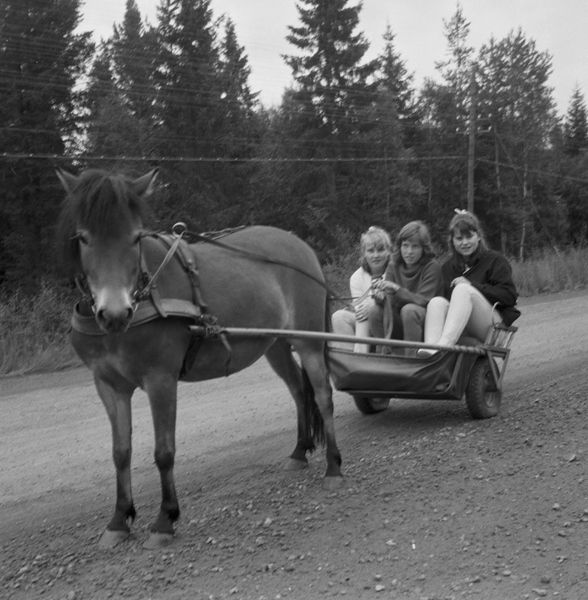 Ungdomar med häst aug.1964.  