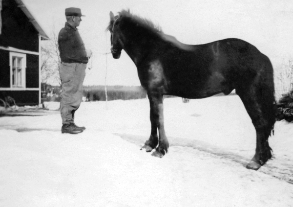 Elof Stenmark med hästen Bliet.