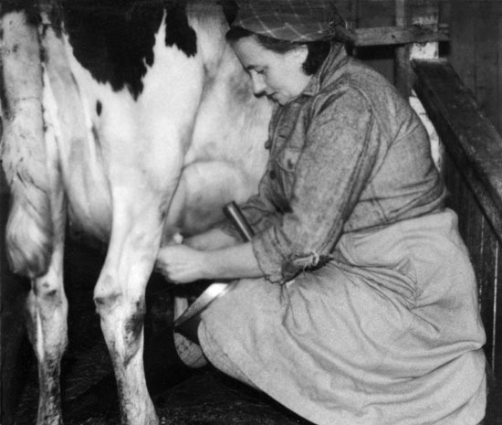 Ingrid Larsson mjölkar kon.