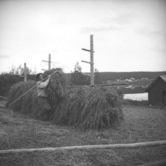 Danielsson i Skansholm hässjar, 1946.