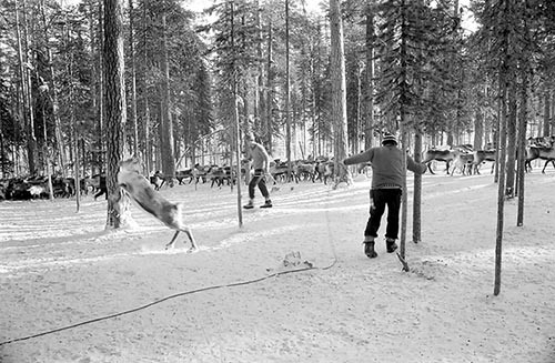 Renskiljning, 1984, Tallsjö, Fredrika.