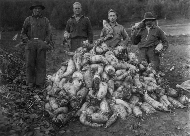 Odling av rovor 1929.