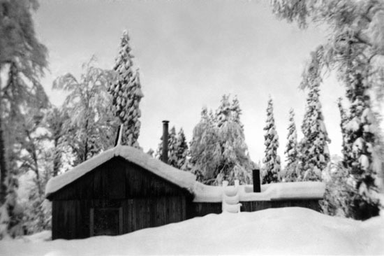 Skogskoja i Björnänget 
