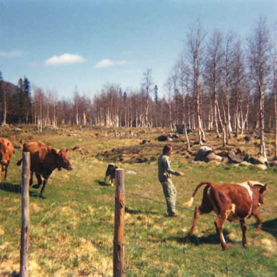 Vårbete i Kittelfjäll i början av 1970-talet.