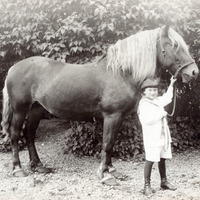 102-336 - Pojke och häst