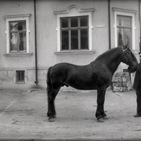 002-01293 - man med häst