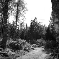 477-0169 - Körväg i skogen