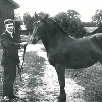 488-N0797 - En man med en häst