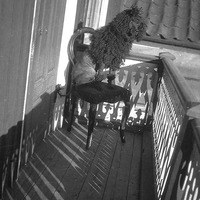 528-252 - Hund på balkong