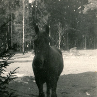 492-088 - En häst