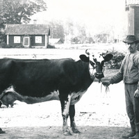 488-N1293 - Dräng håller i en ko