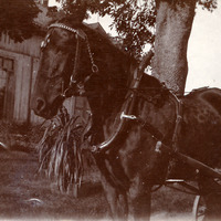 108-038 - Hästen Maja