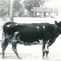 488-N1290 - Dräng håller i en ko