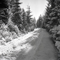 477-0178 - Vinterväg i skogen