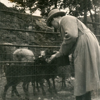492-102 - Matning av får