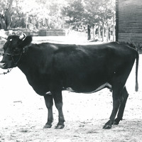 488-N1292 - Dräng håller i en ko