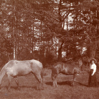 108-054 - Hästar på bete