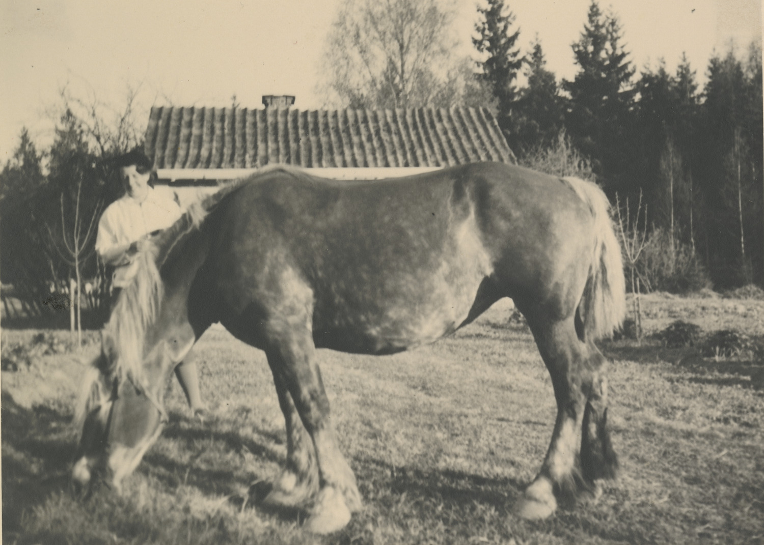 Hervor Wester (1909-2005) med en häst vid Sands...