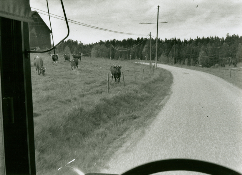 Kor längs vägen