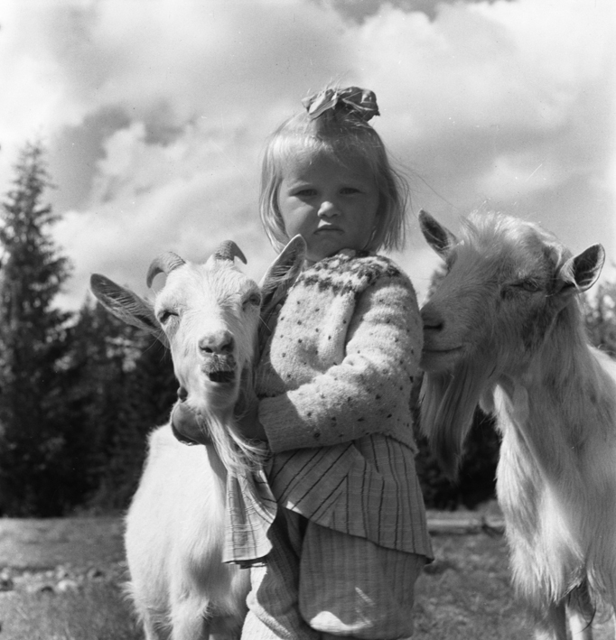 En liten flicka tillsammans med två getter.