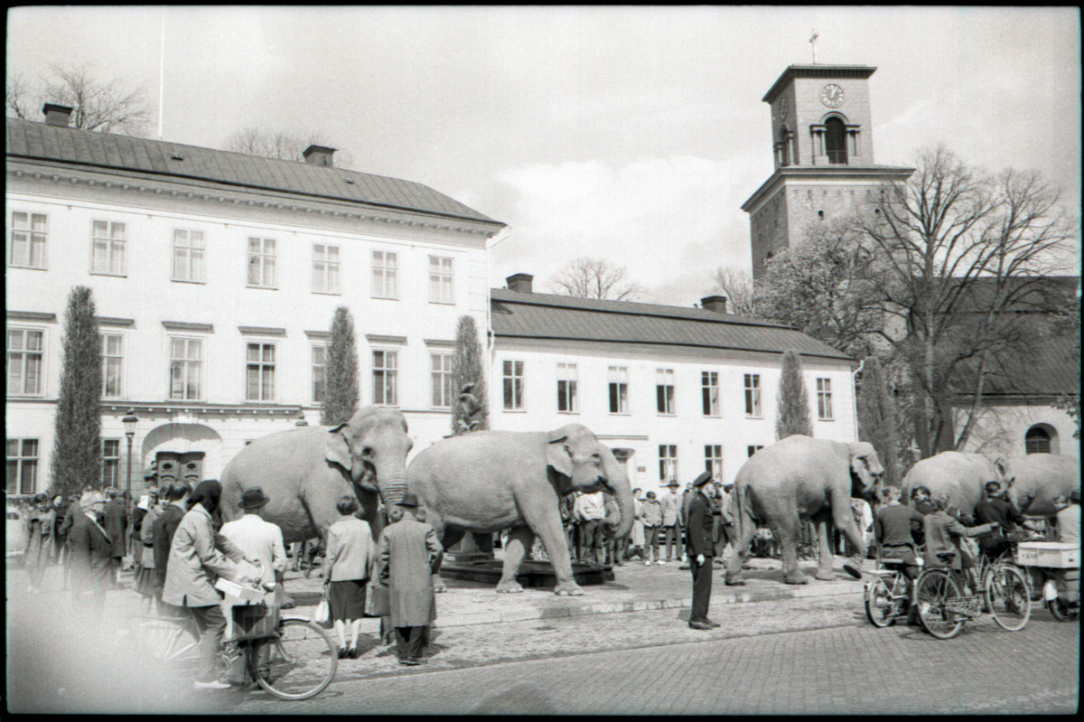 SLM OH0956-8 - Elefanter i Nyköping år 1960