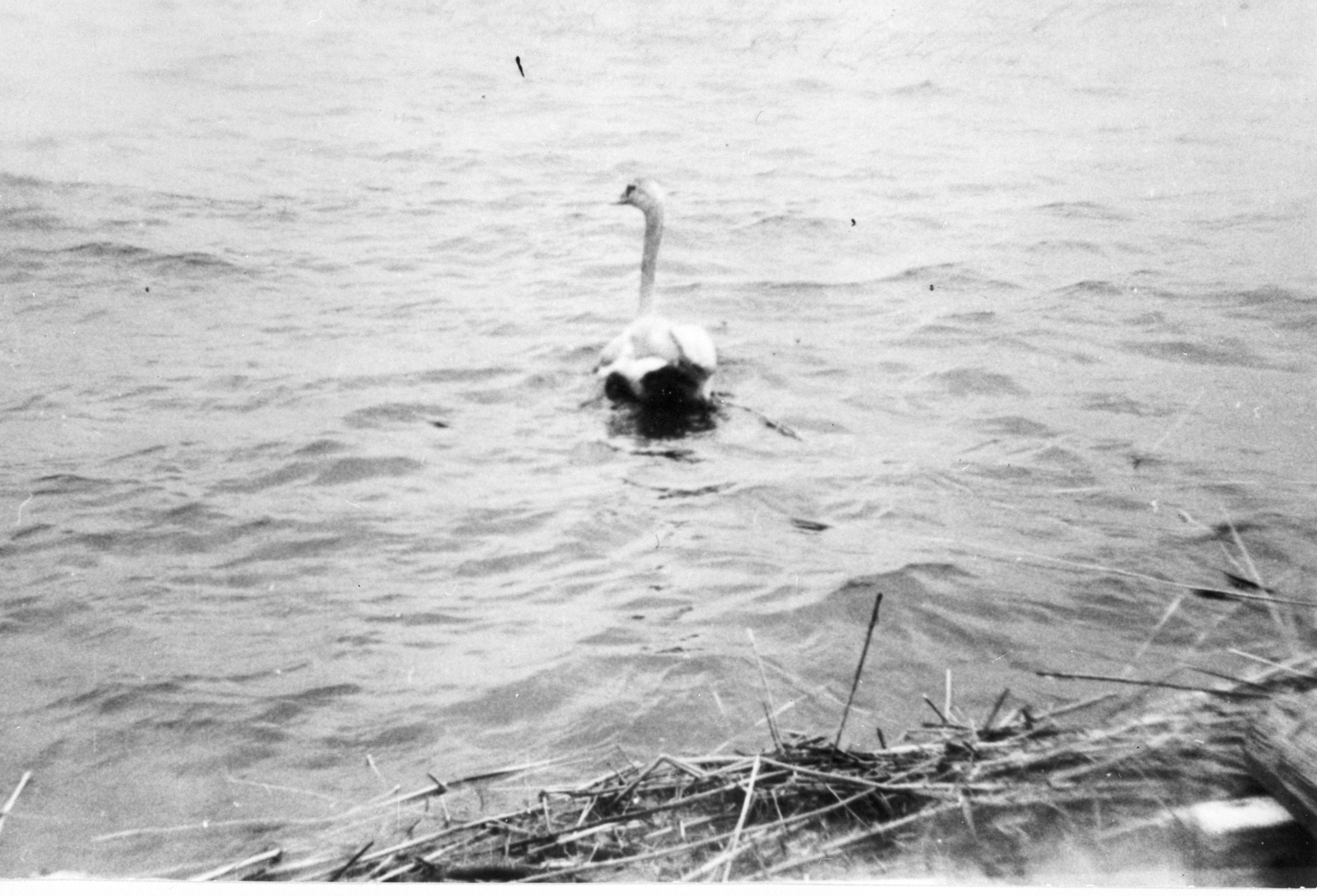 Svanen som Ove Bengtsson (f.1937) räddade från ...