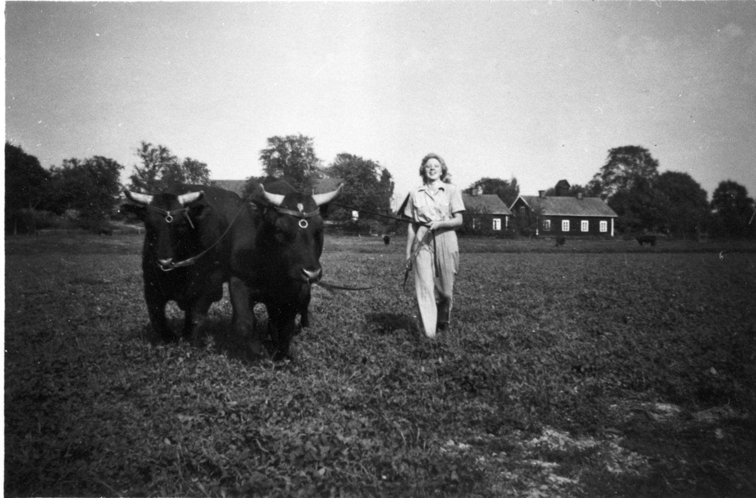Maj-Britt Herou (f.1929) med två av tjurarna på...