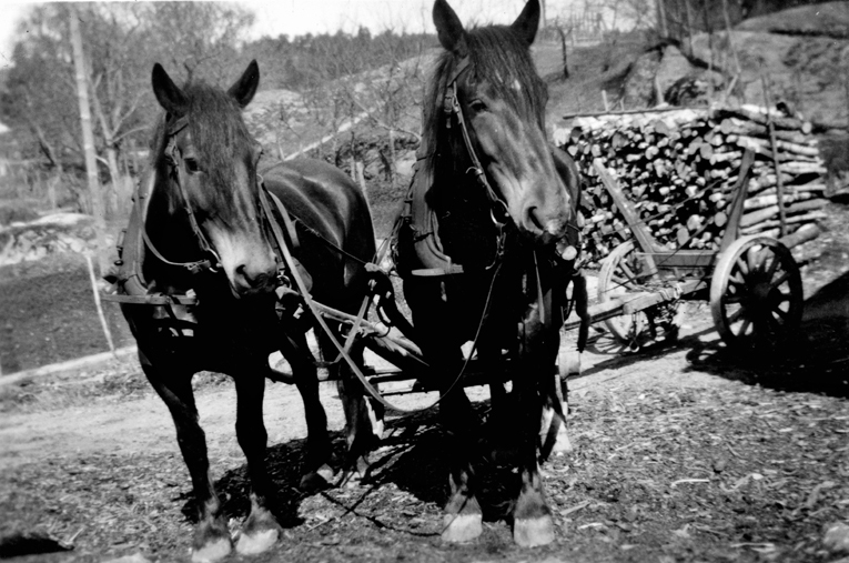 Två av Nynäs hästar drar ved, så kallade 