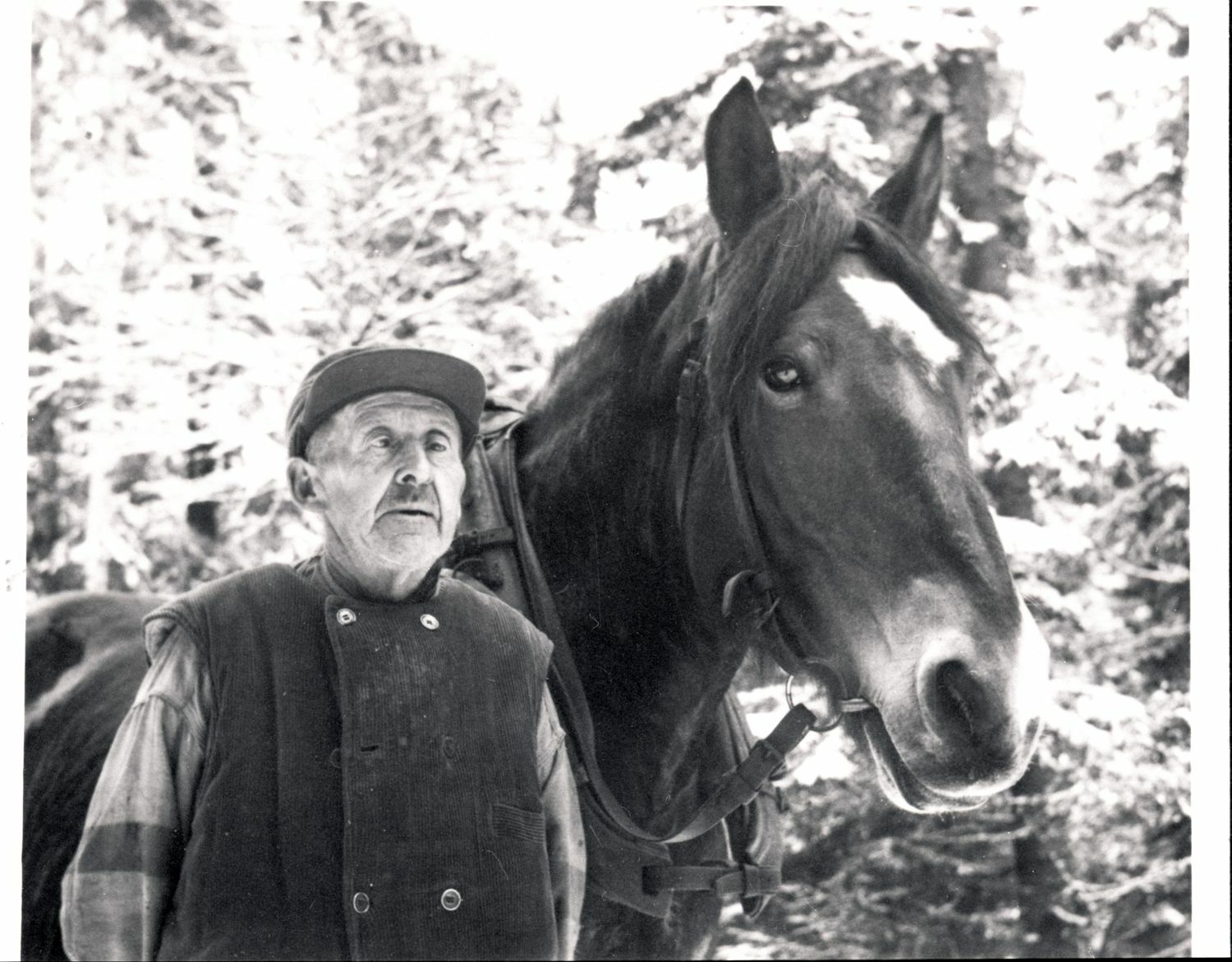 Karl Bergström (f.1882) med hästen Åke  hemmapå...