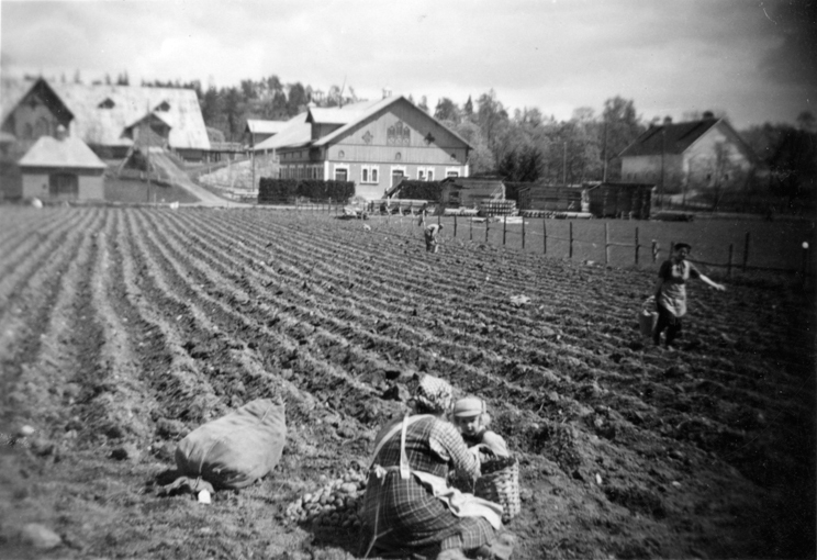 Potatisplockning vid Nynäs under 1920-talet. Po...