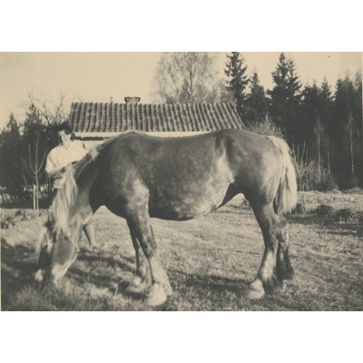 SLM P2020-0135 - Hervor med häst