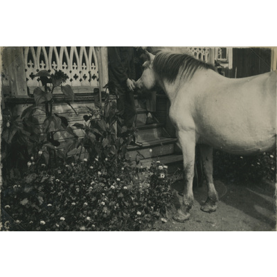 SLM P07-535 - Häst vid verandan på Björktorp, 1929