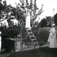 SLM M027859 - Kvinna på stege vid fruktträd