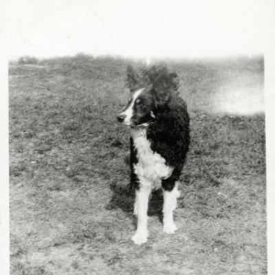 SLM P2016-0394 - Hunden Tessan på Krokebjörk på 1940-talet