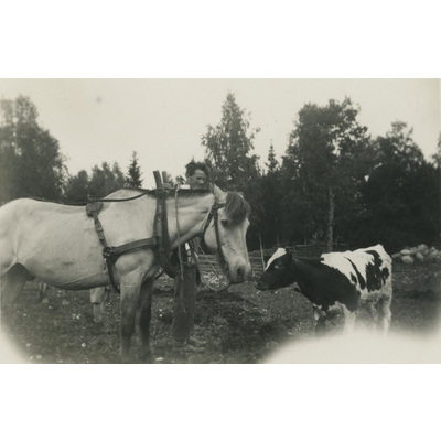 SLM P07-481 - Fritz Andersson med häst och kalv