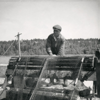 SLM P08-2001 - Notfiske i Sjösaviken, mitten 1900-tal
