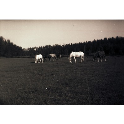 SLM X10-063 - Hästar på bete