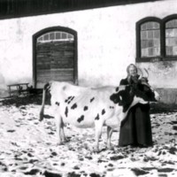 SLM M032749 - Ladugård, kvinna med ko, Torps gård i Husby-Oppunda på 1920-talet