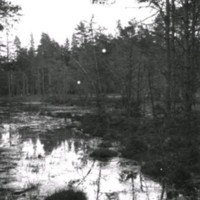 SLM Ö428 - Skogsparti med sjö